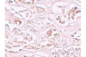 Immunohistochemistry (IHC) image for anti-AlkB, Alkylation Repair Homolog 2 (ALKBH2) (C-Term) antibody (ABIN1030233) (ALKBH2 Antikörper  (C-Term))