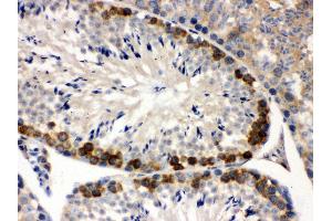 Anti- YB1 Picoband antibody,IHC(P) IHC(P): Mouse Testis Tissue (YBX1 Antikörper  (C-Term))