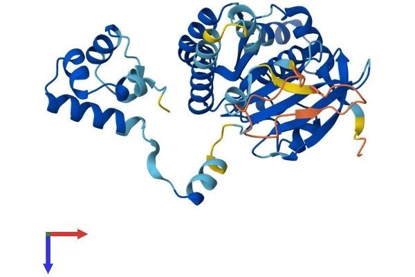 RAD51 Homolog B Protein (Rad51B) (AA 1-350) (His tag)