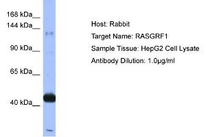 Host: Rabbit  Target Name: RASGRF1  Sample Tissue: HepG2 Cell lysates  Antibody Dilution: 1.