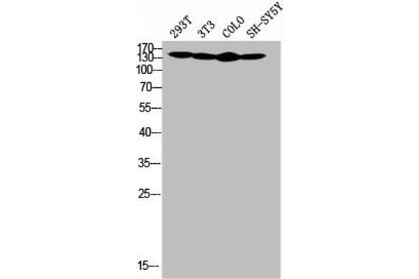 COL4a2 antibody  (N-Term)
