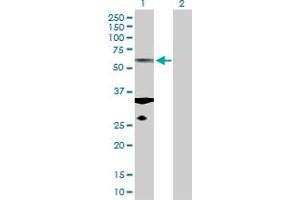 Western Blot analysis of TUBA1C expression in transfected 293T cell line by TUBA1C MaxPab polyclonal antibody. (TUBA1C Antikörper  (AA 1-449))