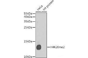 Western blot analysis of extracts of various cell lines using DiMethyl-Histone H4-K20 Polyclonal Antibody. (Histone H4 Antikörper  (2meLys20))