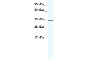 WB Suggested Anti-Mri1 Antibody Titration:  2.
