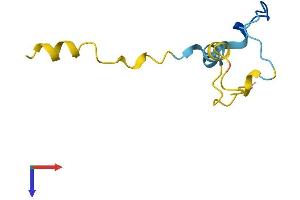 CDC42SE1 Protein (AA 1-79) (Fc Tag)