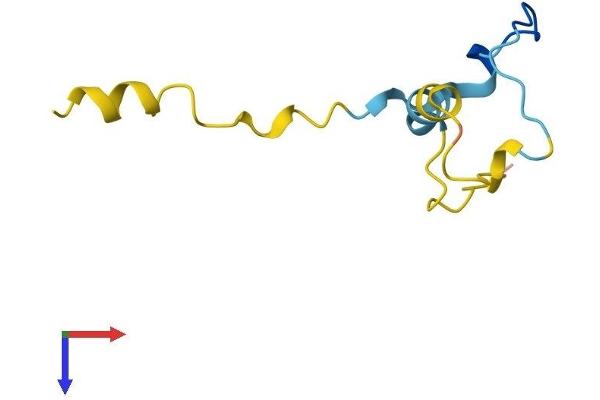 CDC42SE1 Protein (AA 1-79) (Fc Tag)
