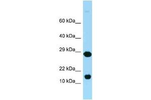 WB Suggested Anti-Rpl37 Antibody Titration: 1. (RPL37 Antikörper  (Middle Region))