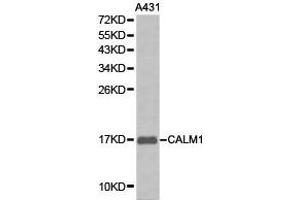 Western Blotting (WB) image for anti-Calmodulin 1 (Calm1) antibody (ABIN1871401) (Calmodulin 1 Antikörper)