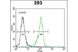 GAL Antibody (C-term) (ABIN651932 and ABIN2840460) flow cytometric analysis of 293 cells (right histogram) compared to a negative control cell (left histogram). (GAL Antikörper  (C-Term))