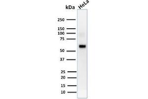 Western Blot Analysis of human HeLa cell lysate using AKT1 Mouse Monoclonal Antibody (AKT1/2552). (AKT1 Antikörper  (AA 85-189))