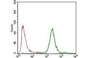 Flow cytometric analysis of NTERA-2 cells using CA9 mouse mAb (green) and negative control (red). (CA9 Antikörper  (AA 37-186))