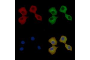 p130 Cas Mouse Monoclonal Antibody staining Hela cells by IF/ICC.