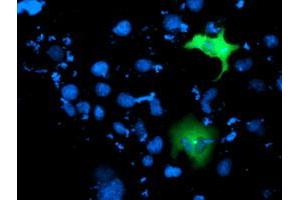 Anti-ITFG2 mouse monoclonal antibody (ABIN2454682) immunofluorescent staining of COS7 cells transiently transfected by pCMV6-ENTRY ITFG2 (RC200818). (ITFG2 Antikörper)