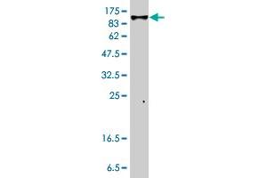 Western Blot detection against Immunogen (96.