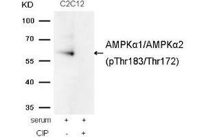 Western blot analysis of extracts from C2C12 cells, treated with serum or calf intestinal phosphatase (CIP), using AMPKα1/AMPKα2(Phospho-Thr174/Thr172) Antibody. (AMPK alpha Antikörper  (pThr172, pThr183))