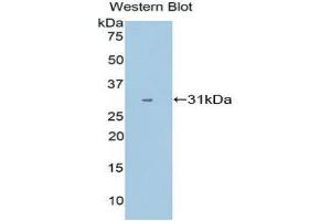 Western Blotting (WB) image for anti-Cytochrome P450, Family 1, Subfamily A, Polypeptide 1 (CYP1A1) (AA 1-250) antibody (ABIN1858586) (CYP1A1 Antikörper  (AA 1-250))