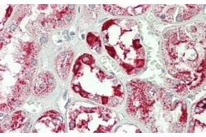 Detection of ANXA4 in Human Kidney Tissue using Polyclonal Antibody to Annexin A4 (ANXA4) (Annexin IV Antikörper  (AA 165-260))