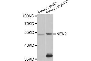 Western blot analysis of extracts of various cell lines, using NEK2 antibody.