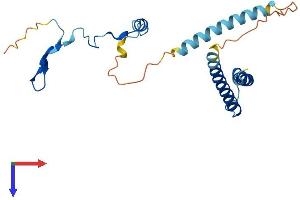 PYM Protein (AA 1-203) (His tag)