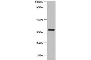 Western blot All lanes: Calcium homeostasis modulator protein 1 antibody at 7 μg/mL + Mouse liver tissue Secondary Goat polyclonal to rabbit IgG at 1/10000 dilution Predicted band size: 38 kDa Observed band size: 38 kDa (CALHM1 Antikörper  (AA 202-346))