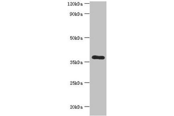 CALHM1 Antikörper  (AA 202-346)