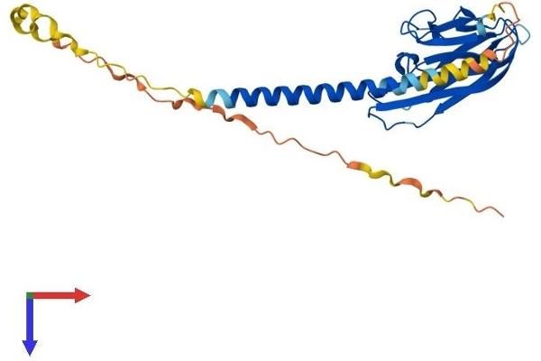 FASL Protein (AA 1-279) (His tag)