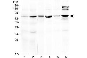 Western blot testing of 1) rat liver, 2) mouse liver, 3) mouse heart, 4) mouse testis, 5) human MCF7 and 6) human HeLa lysate at 0.