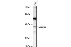 Western blot analysis of extracts of MCF7 cells, using Bcdin3d antibody (ABIN7265842) at 1:500 dilution. (BCDIN3D Antikörper)