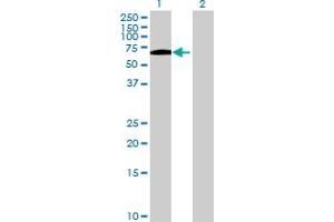 Western Blot analysis of SPINT1 expression in transfected 293T cell line by SPINT1 MaxPab polyclonal antibody. (SPINT1 Antikörper  (AA 1-513))