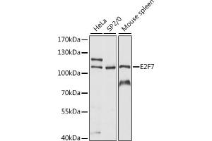 Western blot analysis of extracts of various cell lines, using E2F7 antibody (ABIN7266877) at 1:1000 dilution. (E2F7 Antikörper  (AA 540-740))
