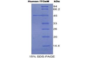 SDS-PAGE (SDS) image for Integrin alpha M (ITGAM) (AA 301-451) protein (His tag,GST tag) (ABIN1079998)
