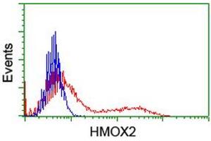 HEK293T cells transfected with either RC201777 overexpress plasmid (Red) or empty vector control plasmid (Blue) were immunostained by anti-HMOX2 antibody (ABIN2455214), and then analyzed by flow cytometry. (HMOX2 Antikörper)