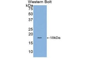 Western Blotting (WB) image for anti-Fatty Acid Binding Protein 4, Adipocyte (FABP4) (AA 2-132) antibody (ABIN1858783) (FABP4 Antikörper  (AA 2-132))