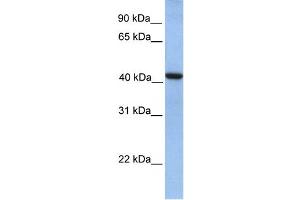 WB Suggested Anti-GMPPA Antibody Titration:  0.