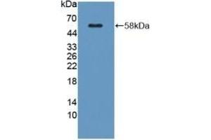 Detection of Recombinant KLK1, Mouse using Polyclonal Antibody to Kallikrein 1 (KLK1) (Kallikrein 1 Antikörper  (AA 27-261))