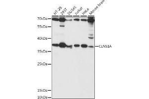 Western blot analysis of extracts of various cell lines, using CLNS1A antibody (ABIN7266334) at 1:1000 dilution.