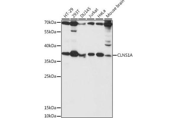CLNS1A anticorps  (AA 1-237)
