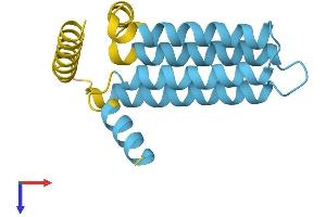 SFT2D1 Protein (AA 1-159) (His tag)