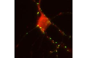Indirect immunostaining of PFA fixed rat hippocampus neurons with anti-homer 1b/c (dilution 1 : 500; red) and mouse anti-synapsin 1 (cat.