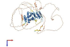 AlphaFold protein structure predicition of Human Recombinant RRP1B Protein, UniprotID Q14684 (RRP1B Protein (AA 1-758) (His tag))