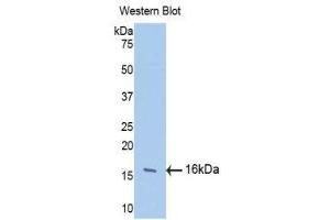 Western Blotting (WB) image for anti-Fibroblast Growth Factor 13 (FGF13) (AA 108-227) antibody (ABIN1858865) (FGF13 Antikörper  (AA 108-227))