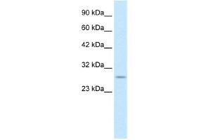 WB Suggested Anti-RNF141 Antibody Titration:  0. (RNF141 Antikörper  (Middle Region))