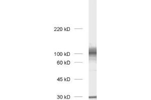 Western Blotting (WB) image for anti-Chloride Channel 3 (CLCN3) (AA 558-689) antibody (ABIN1742509) (CLCN3 Antikörper  (AA 558-689))