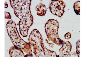 IHC image of ABIN7146458 diluted at 1:500 and staining in paraffin-embedded human placenta tissue performed on a Leica BondTM system. (Calcyphosine 2 Antikörper  (AA 191-274))