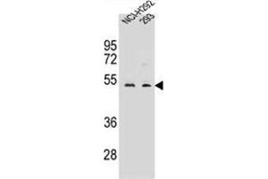 WDR86 Antibody (C-term) western blot analysis in NCI-H292,293 cell line lysates (35 µg/lane). (WDR86 Antikörper  (C-Term))