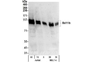 Western Blotting (WB) image for anti-B-Cell CLL/lymphoma 11B (Zinc Finger Protein) (BCL11B) (C-Term) antibody (ABIN7454622)