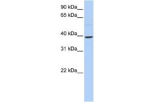 Western Blotting (WB) image for anti-Kruppel-Like Factor 12 (KLF12) antibody (ABIN2458348) (KLF12 Antikörper)