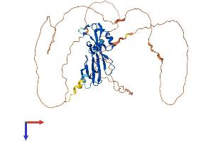 GCM1 Protein (AA 1-436) (His tag)