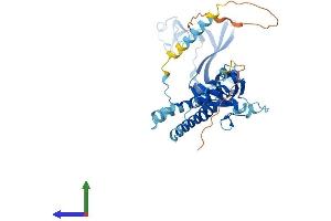 Protein Structure (PS) image for Purinergic Receptor P2X, Ligand-Gated Ion Channel, 6 (P2RX6) (AA 1-441) protein (His tag) (ABIN7550482)