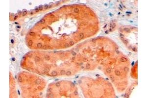 ABIN185371 (4µg/ml) staining of paraffin embedded Human Kidney. (PCSK9 Antikörper  (C-Term))